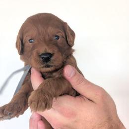 Pudding Pop - Red  male Goldendoodle puppy in Blackfoot, Idaho from Riverside Poodles
