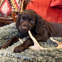 Little Boy 3 - Dark brown male Boykin Spaniel puppy in Bowling Green, Kentucky from Drakes Creek Boykins LLC