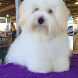Coton de Tulear Puppies from Shiloh Cotons