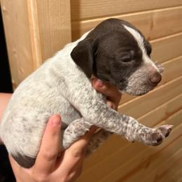 Lime - Liver and white female German Shorthaired Pointer puppy in Roodhouse, Illinois from Hurricane Creek Gun Dogs