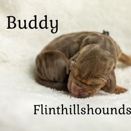 Buddy - Liver and tan male Bloodhound puppy in Wamego, Kansas from Flint Hills Hounds