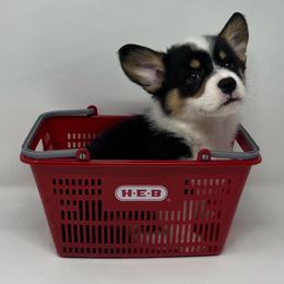 Yeti - Black and tan male Pembroke Welsh Corgi puppy in Waco, Texas from The Comma Corgis