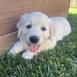 Lucky - Light golden male Golden Retriever puppy in Franklin, Indiana from Abundant Grace Goldens