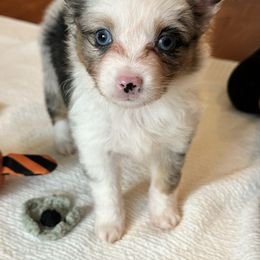 Pheobe - Blue merle female Toy Australian Shepherd puppy in Garvin, Oklahoma from Hochatown Awesome Aussies