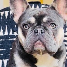 French Bulldogs from Matra French Bulldogs