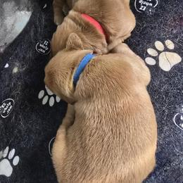 Red collar - Dark golden male Golden Retriever puppy in Muncie, Indiana from Scarlett Creek Retrievers and Samoyeds