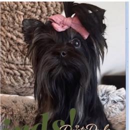 Kash - Yorkshire Terrier
