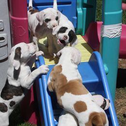 American Bulldog Puppies from Ferocia Kennels