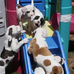 American Bulldog Puppies from Ferocia Kennels