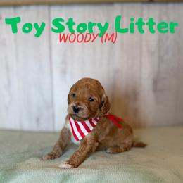 Woody - Apricot male Goldendoodle puppy in Houston, Texas from Golden Life Doodles