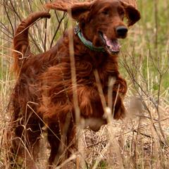 Irish Setters from Karlyn Kennels