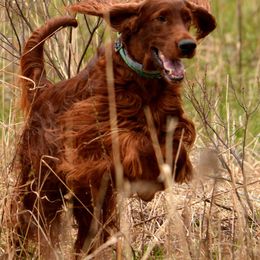 Irish Setters from Karlyn Kennels