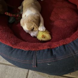 Beagle Puppies from HA-Penny Beagles