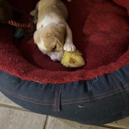 Beagle Puppies from HA-Penny Beagles