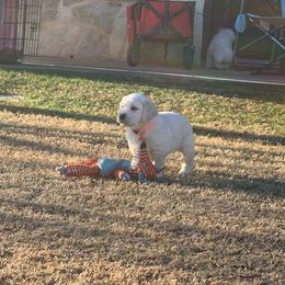 Golden Retriever Puppies from Daniel Ranch Golden Retrievers
