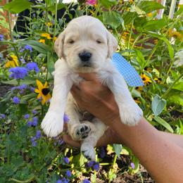 Toby- tan - Apricot male Goldendoodle puppy in Carlton, Minnesota from Lakeside Doodles MN