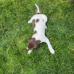 German Shorthaired Pointer Puppies from Chasing Kaya GSP Breeder