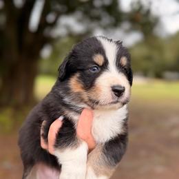 Zero AKC - Black tri-color male Australian Shepherd puppy in Polk City, Florida from Skaky Shepherds