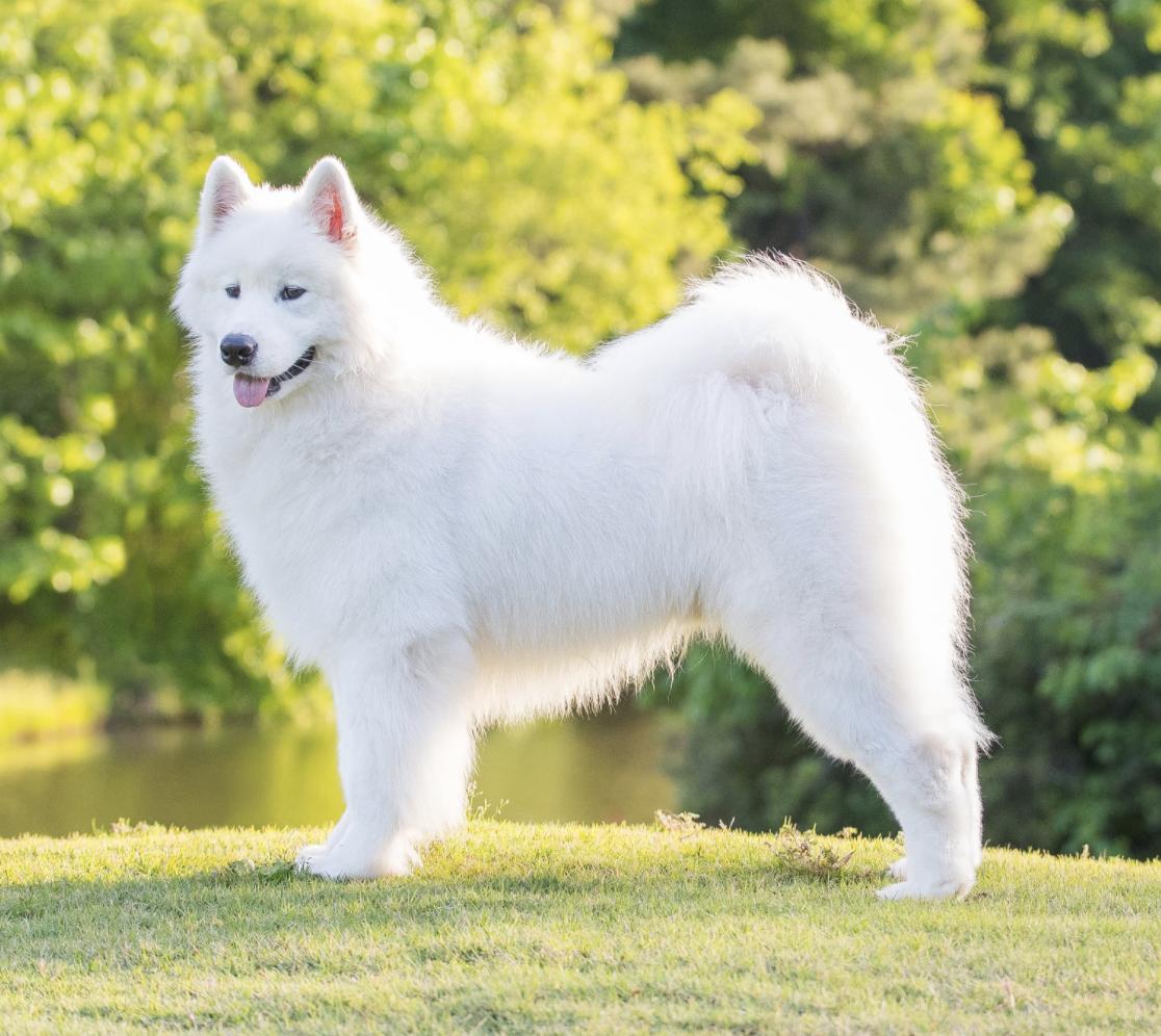 Snopeak Samoyeds in North Carolina Samoyed puppies Good Dog