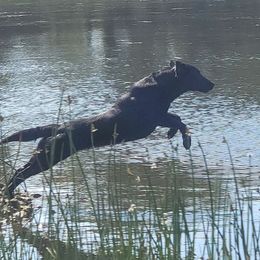 Delta - Labrador Retriever