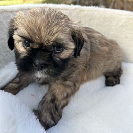 Marco - Chocolate male Shih Tzu puppy in Boston, Massachusetts from London's puppies