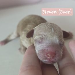 Eleven - Apricot female Cavapoo puppy in Whitehouse, Texas from Cavapoochon Central