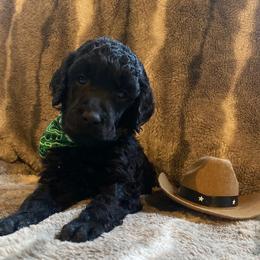 CASH - Black Poodle puppy in Thornton, Colorado from Shandy Poodle