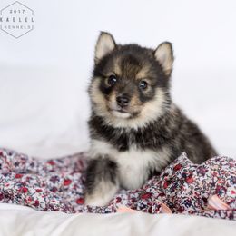 Pomsky Puppies from Kaelel Kennels