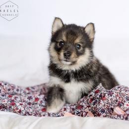 Pomsky Puppies from Kaelel Kennels