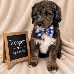 Trooper - Blue merle male Aussiedoodle puppy in Eastland, Texas from H5 Mini Doodles