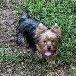 Raz 6 months old - Black and tan male Yorkshire Terrier puppy in Lexington, North Carolina from Silver Valley Yorkies