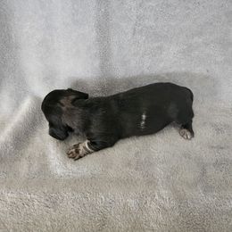 Harper - Dapple female Dachshund puppy in Florence, Arizona from Doxie Town Az