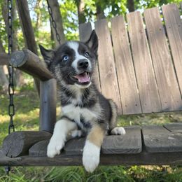 A boy named Sue - Agouti and white male Siberian Husky puppy in Addison, Michigan from Gray Run Siberian Huskies