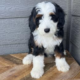 Ivy - Tri-color female Bernedoodle puppy in Horseshoe Bend, Idaho from Over the Moon Poodles and Doodles