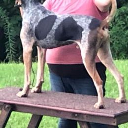 American English Coonhounds from DC’s American English Coonhounds
