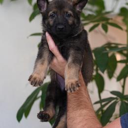 Levi - Sable male German Shepherd puppy in Coarsegold, California from Yosemite Shepherds