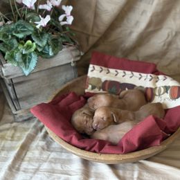 Latte - Golden rust female Vizsla puppy in Clemons, Iowa from Kaylee’s Vizslas