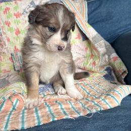 Opal - Blue merle female Border Collie puppy in Centerton, Arkansas from Chappell Breeding