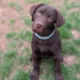 Labrador Retriever Puppies from Puzzles Labradors