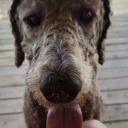 Poodles from Blackland Poodles