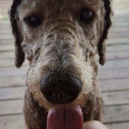 Poodles from Blackland Poodles