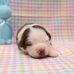 Declan - Red tri male Miniature Australian Shepherd puppy in Lacombe, Louisiana from Indigo River Toy & Mini Aussies