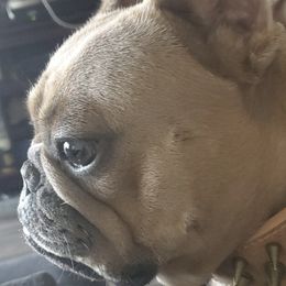 French Bulldogs from Miriam's Frenchies