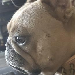 French Bulldogs from Miriam's Frenchies