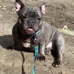 Camilla - French Bulldog