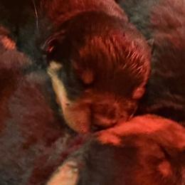 Boy 2nd pick - Black and mahogany male Rottweiler puppy in Fredericktown, Missouri from Obsessions Rottweiler