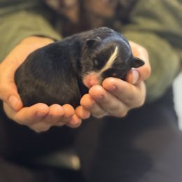 Frappuccino - Black female Pomsky puppy in Sturgis, Kentucky from Furever Pomskies