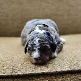 Yellow Collar - Merle female Bernedoodle puppy in Scottsboro, Alabama from Dixie Land Doodles