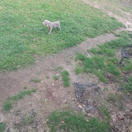 Weimaraner Puppies from Isaih McDuffie's Weimaraners
