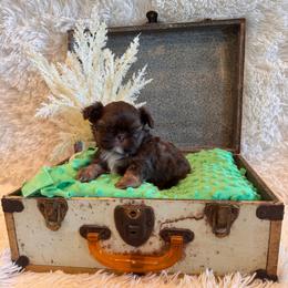 Asher - Chocolate and tan male Shih Tzu puppy in Success, Missouri from Sweet Success